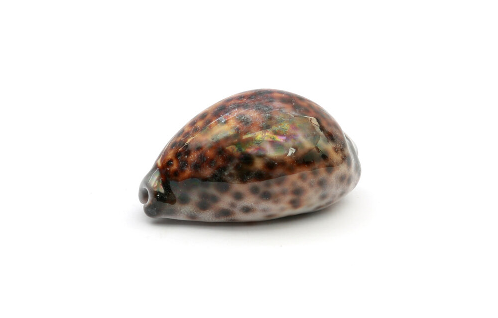 The Cowrie Shell - Brown