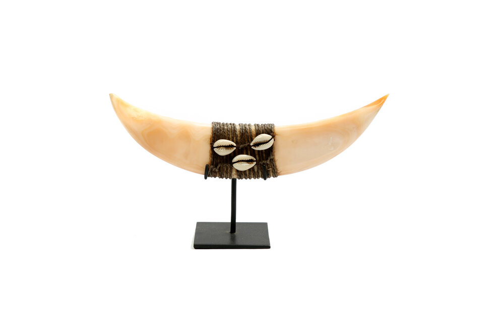 The Horn Shell On Stand