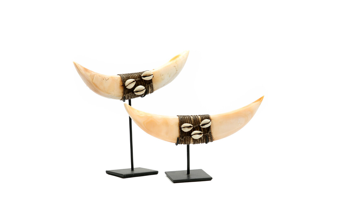 The Horn Shell On Stand