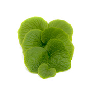 Dutch Wasabi Dutch Wasabi® Blad 10 st (100gram)