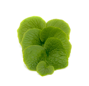 Dutch Wasabi Dutch Wasabi® Leaves 10 st (100gram)