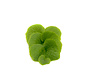 Dutch Wasabi® Leaves 10 st (100gram)