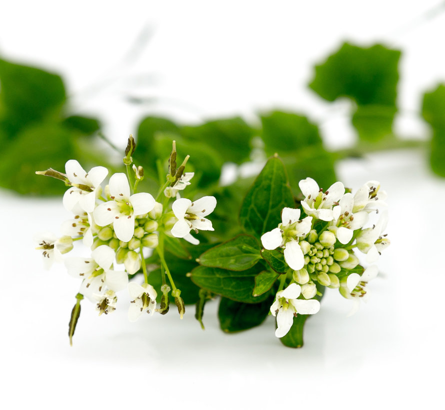 Verse wasabi-bloemen – per bakje (circa 20-30 stuks)