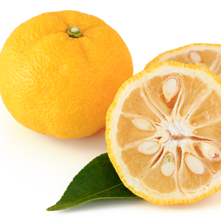 Buy Premium Japanese Yuzu Citrus Online