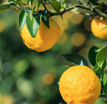 Dutch Wasabi Yuzu boom