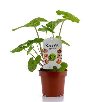 Dutch Wasabi Dutch Wasabi® Plant 12cm
