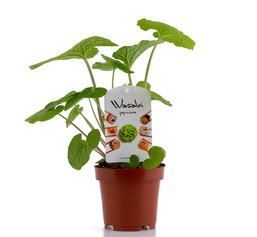 Dutch Wasabi® Plant 12cm