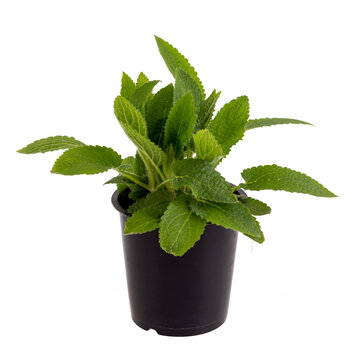 Dutch Wasabi Crosne, Japanse Andoorn