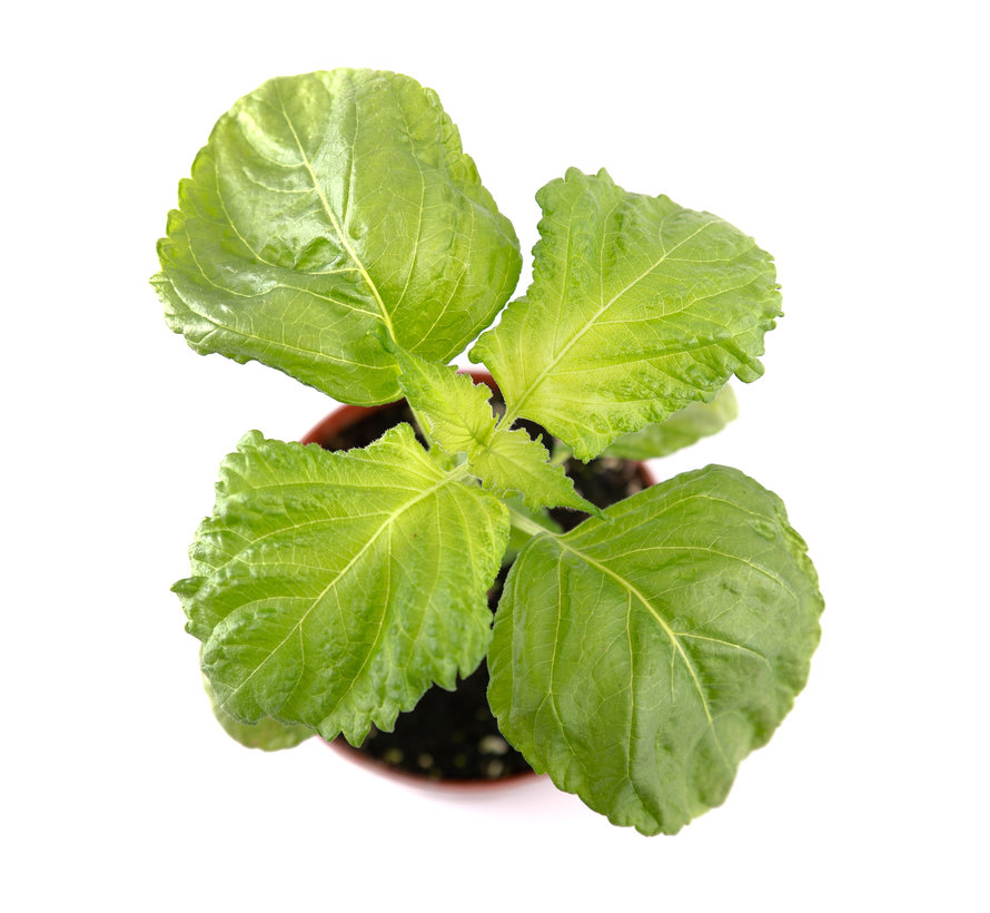 Shiso green