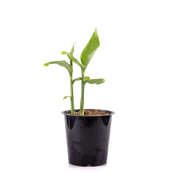 Dutch Wasabi Myoga - Japanse Gember (plant)