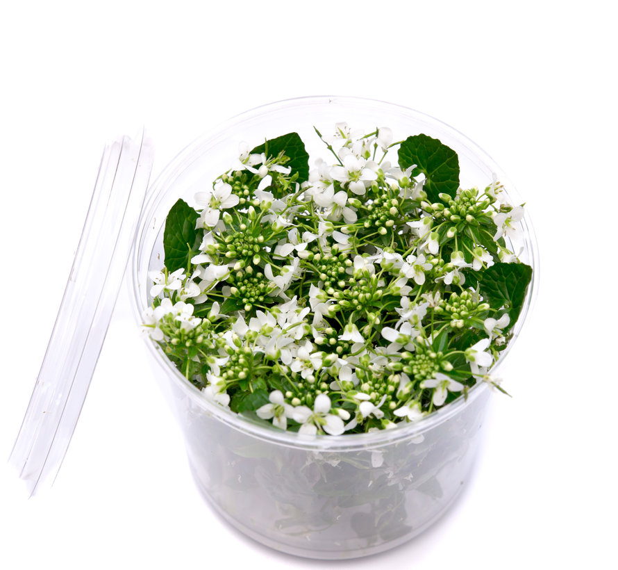 Dutch Wasabi® Flowers