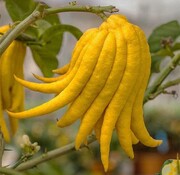 Dutch Wasabi Buddha's Hand Tree