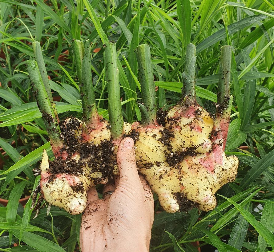 Dutch fresh and wet Ginger 200 gram