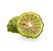 Dutch Wasabi Kaffir lime