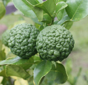 Dutch Wasabi Kaffir lime tree large