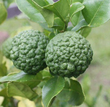 Dutch Wasabi Kaffir boom groot