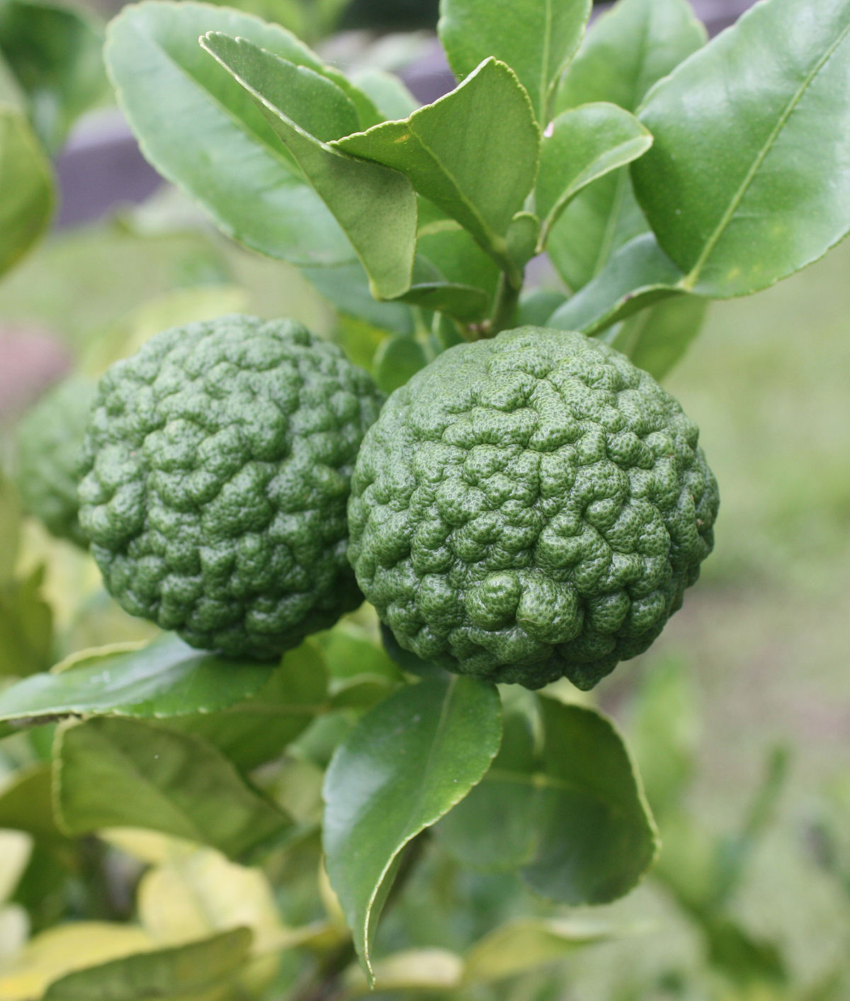 Kaffir Boom Groot Dutch Wasabi