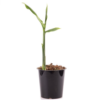 Dutch Wasabi Gember plant