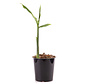 Ginger plant