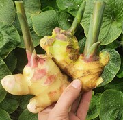 Dutch Wasabi Ginger plant