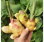 Ginger plant