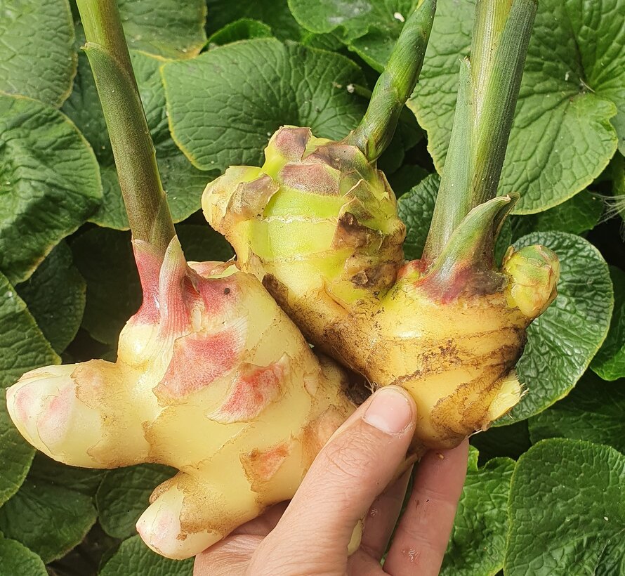 Ginger plant