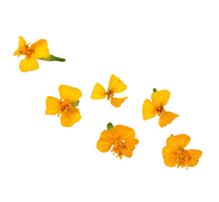 Anise Blossom CupCard 50pcs