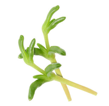 Koppert Cress Salty Fingers®  50 pcs