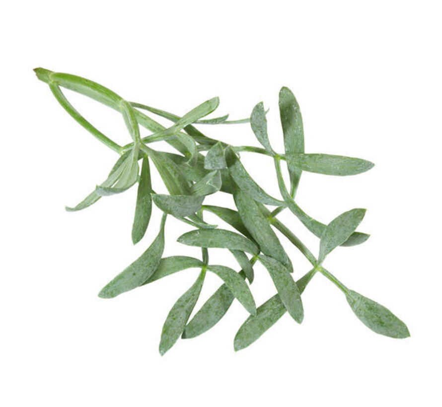 Sea Fennel  50 gr