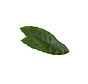 Cardamom Leaves 30 pcs