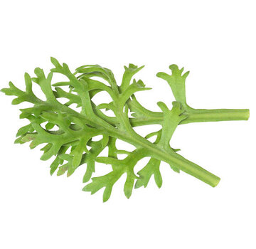 Koppert Cress Kikuna® Leaves 25 pcs