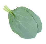 Koppert Cress Oyster Leaves 50 pcs