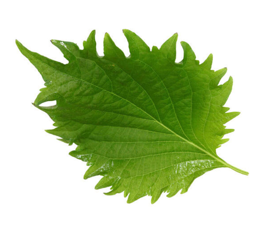 Shiso Leaves Green  15 pcs