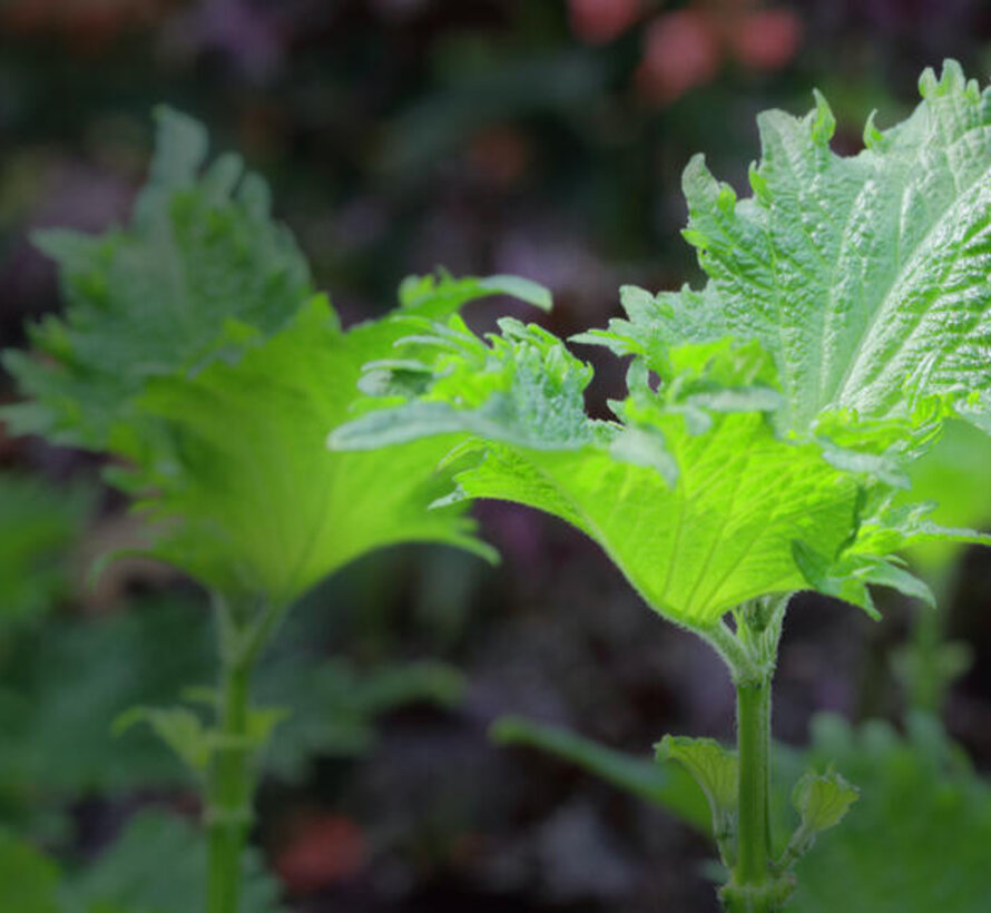 Shiso Leaves Green  15 pcs