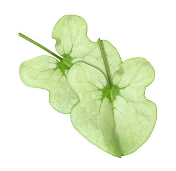 Koppert Cress Syrha Leaves®  25 pcs