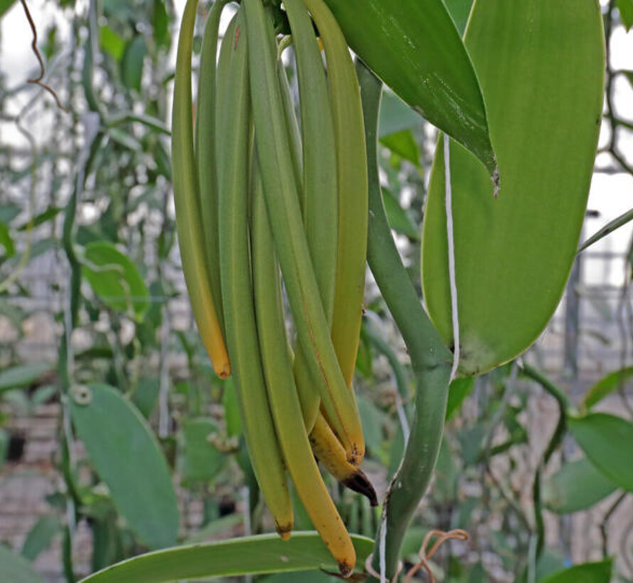 Vanilla Planifolia Groen 6st