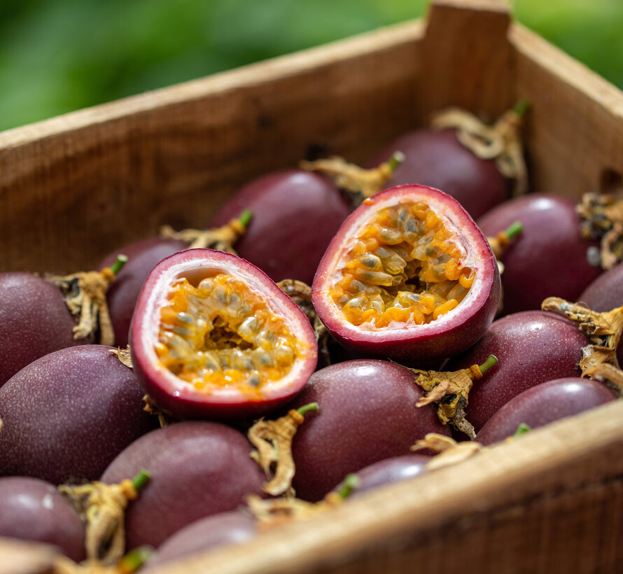 Dutch passion fruit L