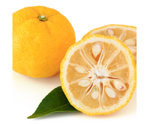 dutch-wasabi-dutch-yellow-ripe