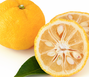 Dutch Wasabi Dutch yellow ripe Yuzu