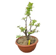 Dutch Wasabi Bonsai appelboom Malus serie 1