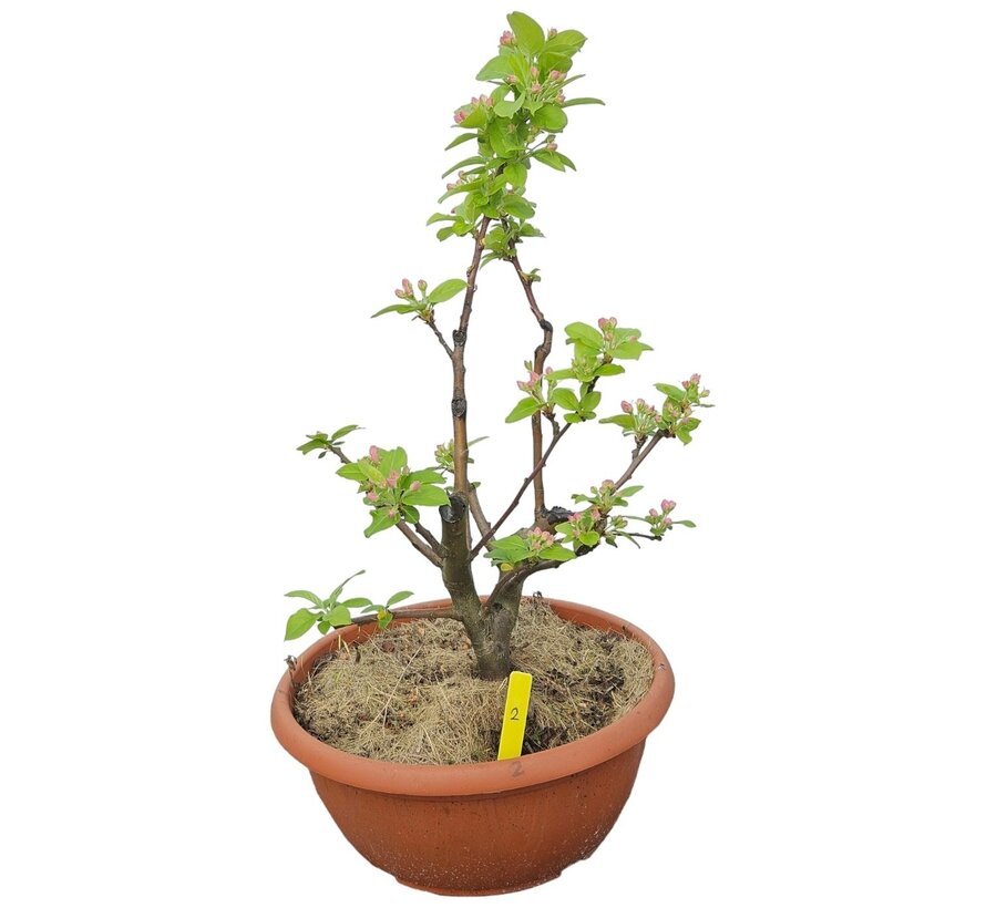 Bonsai apple tree Malus serie 1