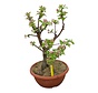 Bonsai appelboom Malus serie 1