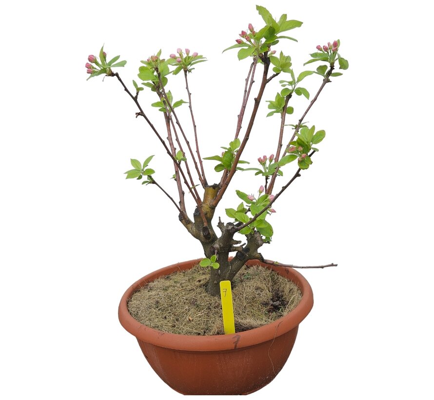 Bonsai appelboom Malus serie 1