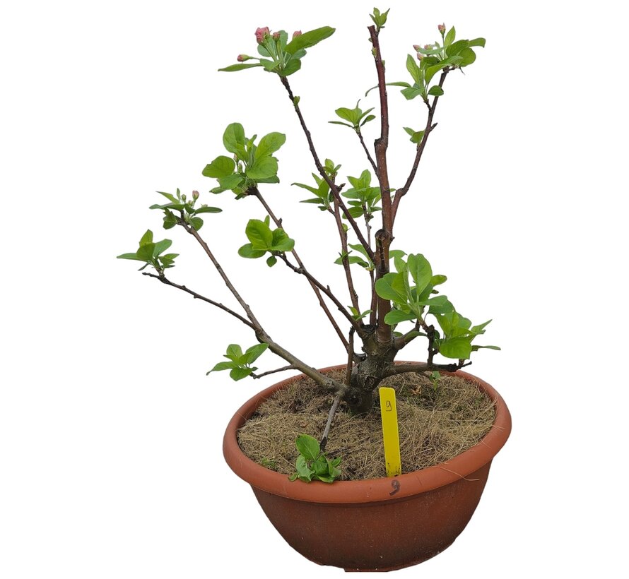 Bonsai appelboom Malus serie 1