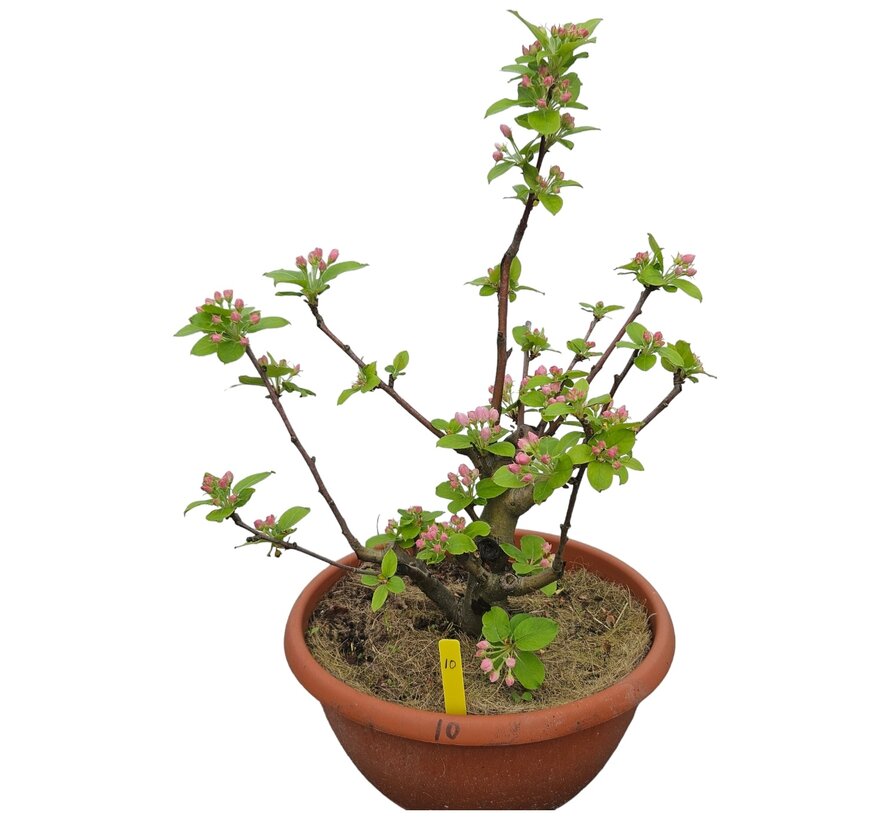 Bonsai apple tree Malus serie 1