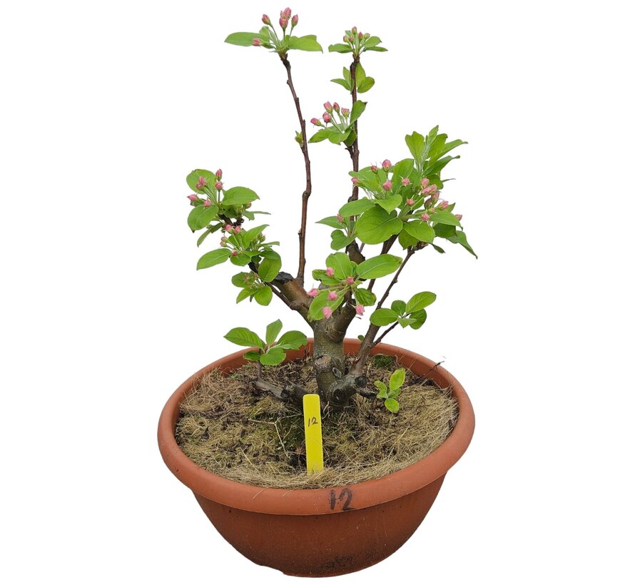 Bonsai apple tree Malus serie 1