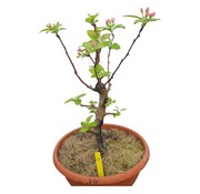 Dutch Wasabi Bonsai appelboom Malus serie 2