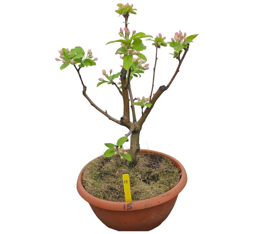 Bonsai apple tree Malus serie 2