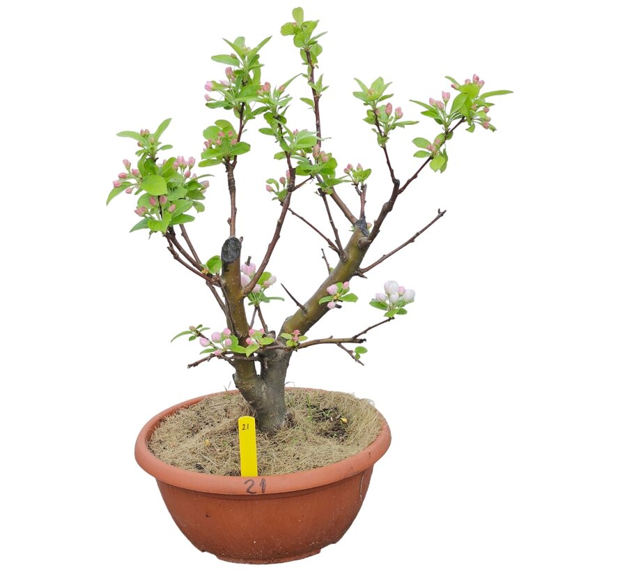 Bonsai appelboom Malus serie 2