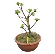 Dutch Wasabi Bonsai appelboom Malus serie 3